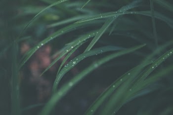 Macro Photography of Green Linear Leaf