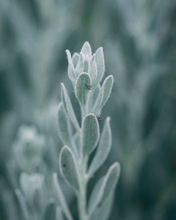 Macro Photography of Green Plants