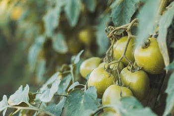 Macro Photography of Green Tomatoes