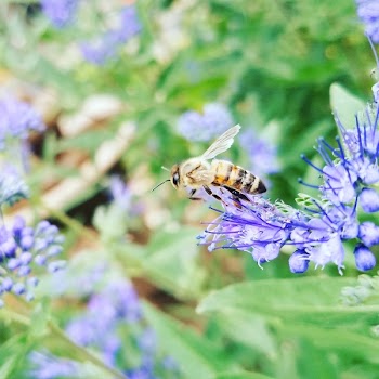 Macro Photography of Honeybee Perched on Blue Petaled Flower