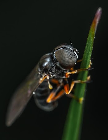 Macro Photography of Housefly
