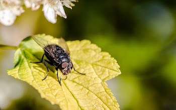 Macro Photography of Housefly on Maple Leaf