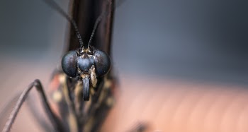 Macro Photography of Insect