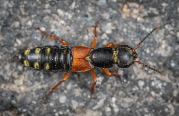 Macro Photography of Insect