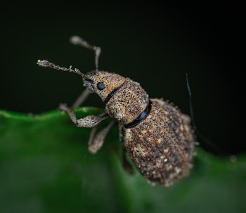 Macro Photography of Insect