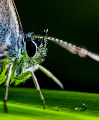 Macro Photography Of Insect Perched On Green Leaf