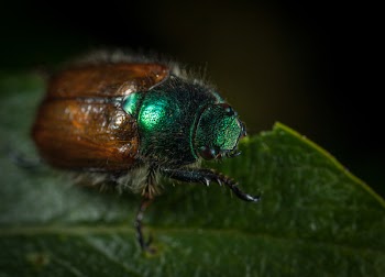 Macro Photography of Japanese Beetle Perched on Green Leaf