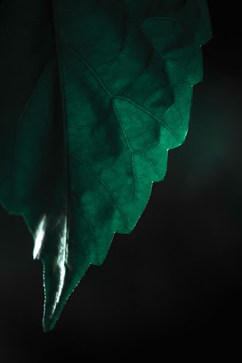 Macro Photography Of Leaf