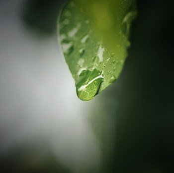 Macro Photography of Leaf With Water Droplet