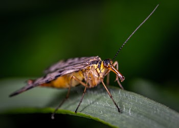 Macro Photography of Moth on Leaf