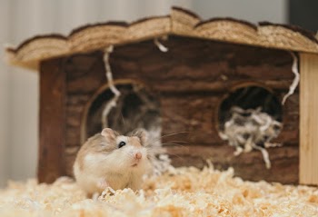 Macro Photography of Mouse Near Brown Wooden Cage