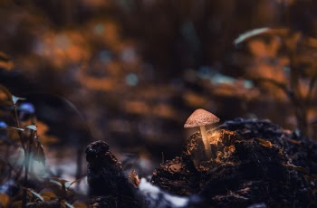 Macro Photography of Mushroom