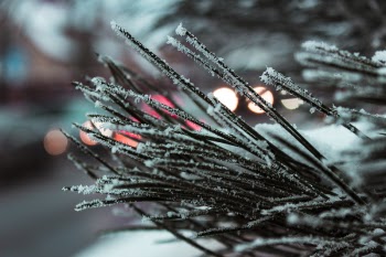 Macro Photography of Needle Leafed Plant With Snowflakes