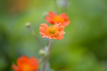 Macro Photography of Orange Poppy Flower
