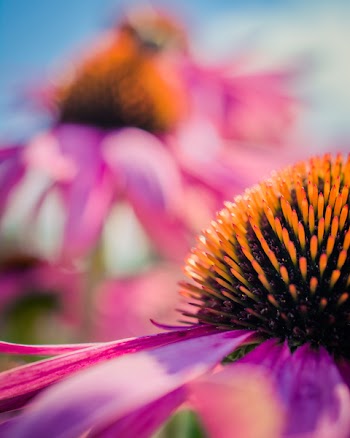 Macro Photography of Petaled Flowers