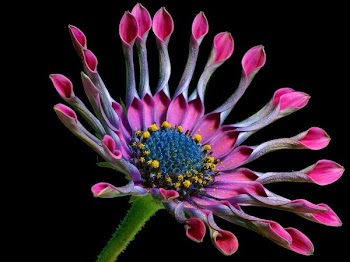 Macro Photography of Pink and White Multi Petaled Flower