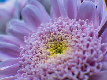 macro photography of pink flowers