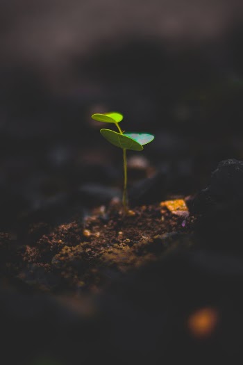 Macro Photography Of Plant