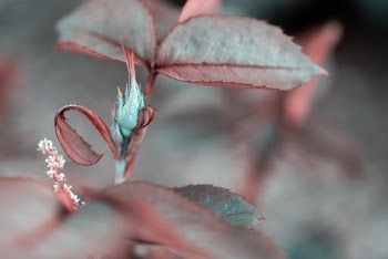 Macro Photography of Plant
