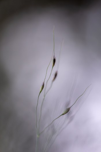 Macro Photography of Plants