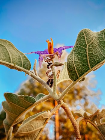 Macro Photography of Purple and Orange Petaled Flower