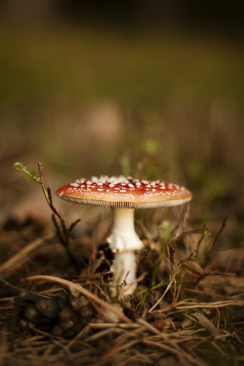Macro Photography of Red and Brown Mushroom