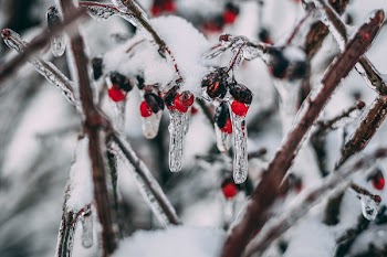 Macro Photography Of Red Cherries