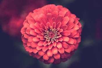 macro photography of red flower