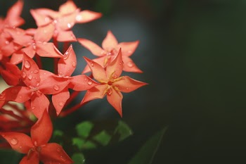 Macro Photography of Red Flowers