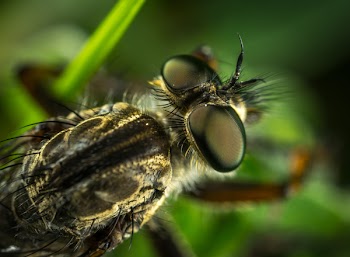 Macro Photography of Robber Fly