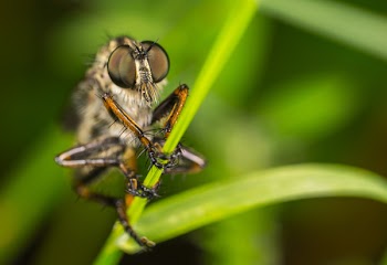 Macro Photography of Robber Fly Perched On Green Leaf