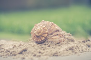 Macro Photography of Shell on Sand