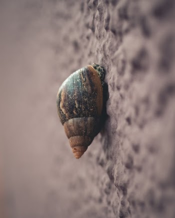 Macro Photography Of Snail On Grey Surface