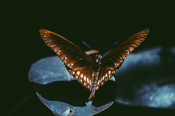 Macro Photography Of Spicebush Swallowtail Butterfly