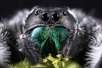 Macro Photography of Spider
