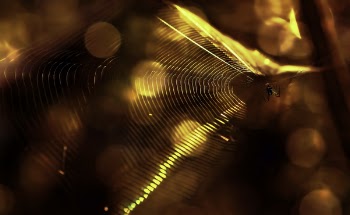 Macro Photography of Spider on a Web