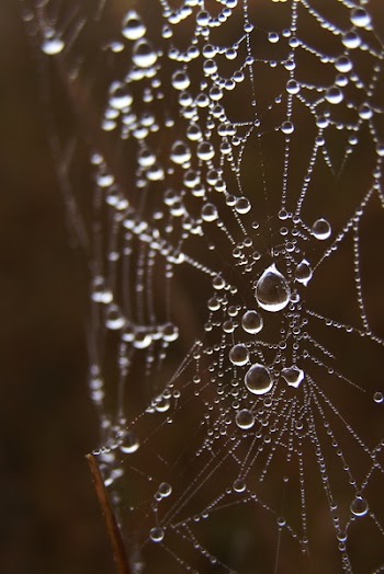 Macro Photography of Spiderweb