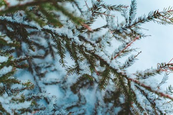 Macro Photography of Tree Branch