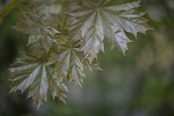 Macro Photography of Tree Leaves