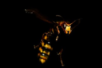 Macro Photography of Wasp