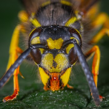 Macro Photography of Wasp
