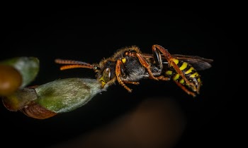 Macro Photography of Wasp