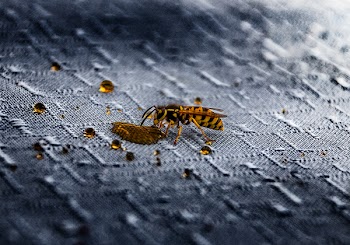 Macro Photography of Wasp