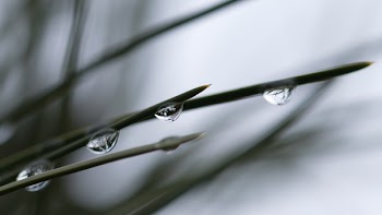 Macro Photography of Water Dew