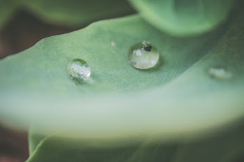 Macro Photography of Water Droplet on Green Leaf