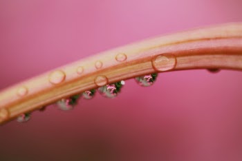 Macro Photography of Water Drops