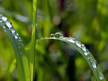 Macro Photography of Watered Green Leaf Plant