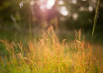 macro photography of wheath