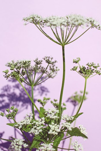 Macro Photography of White Baby's Breath Flowers