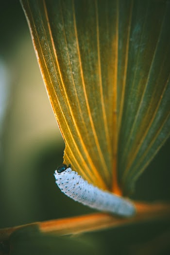 Macro Photography of White Caterpillar